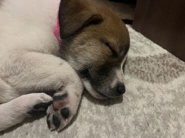 ev iti balaca: Спасли собаку с улицы месяц назад. Собака очень веселая, подвижная — 4