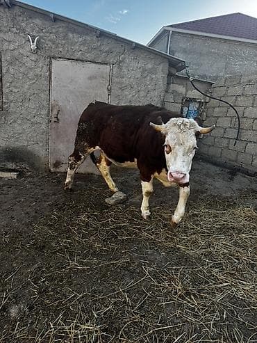 Balıqlar: İki baş simmental düyə satılır. Biri 3 aylıq,biri isə 1 aylıq — 9