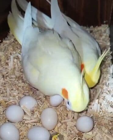 qurdbasar balaları: Təzə yemə düşən balalar və hazir cütlər var.Balalara söz öyrətmək ələ — 4