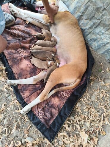 ayagi tuklu toyuqlar: Pitbul, 1 ay, Ünvandan götürmə, Rayonlara çatdırılma, Pulsuz çatdırılma — 15