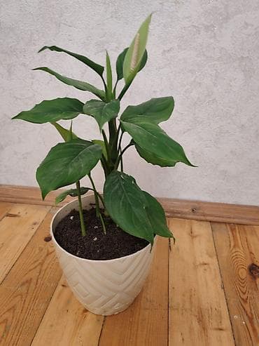 ataturk ciceyi: Spathiphyllum (Sülh zanbağı) – dekorativ otaq bitkisi - Uzun, parlaq — 3