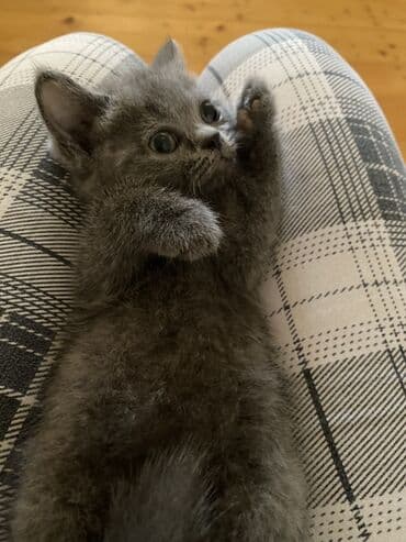продам котенка британца: Британская, Самец, Самка, В добрые руки — 3