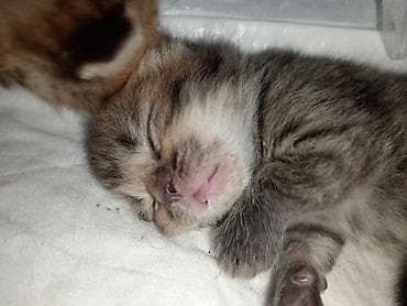 pişik tasma: Tabbi, Erkək, Yaxşı əllərə, Ödənişli çatdırılma — 4