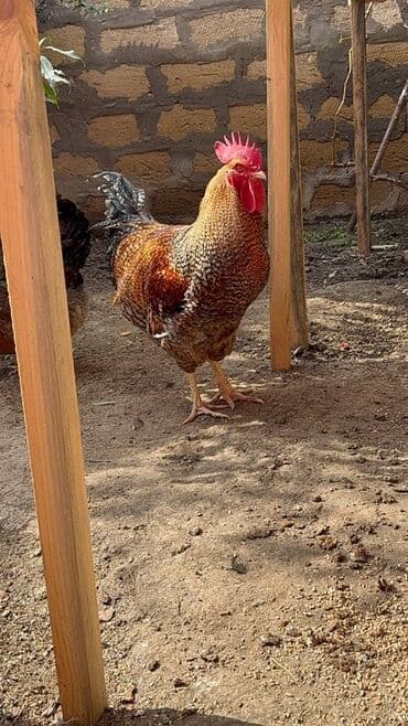 heyrati xoruz satisi: Xoruz, il: 1, Ünvandan götürmə — 5