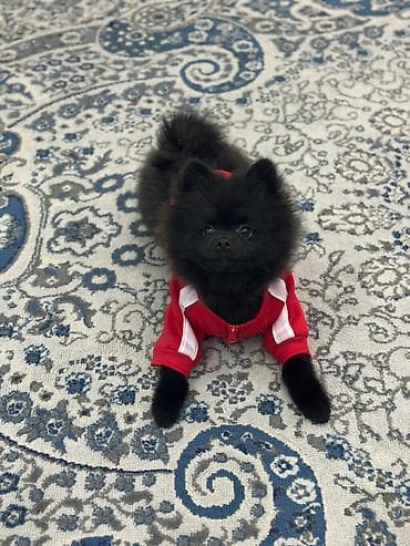 qara avstrolorp: Şpitz — 2