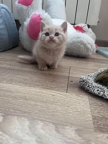 pişiylər: Britan — 3