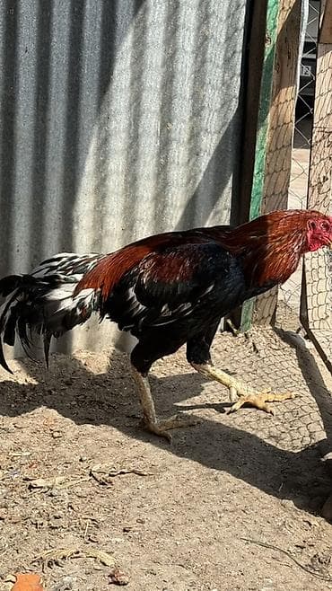 toyuq ataks: Saf qanlı xoruz – iri gövdəli, uzun ayaqlı, güclü skeletli. - Rəng — 3