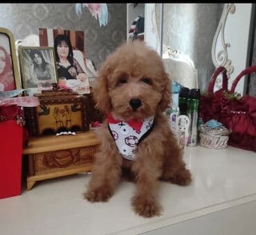 той пудель цена в баку: Пудель, 3 месяца, Самка — 4