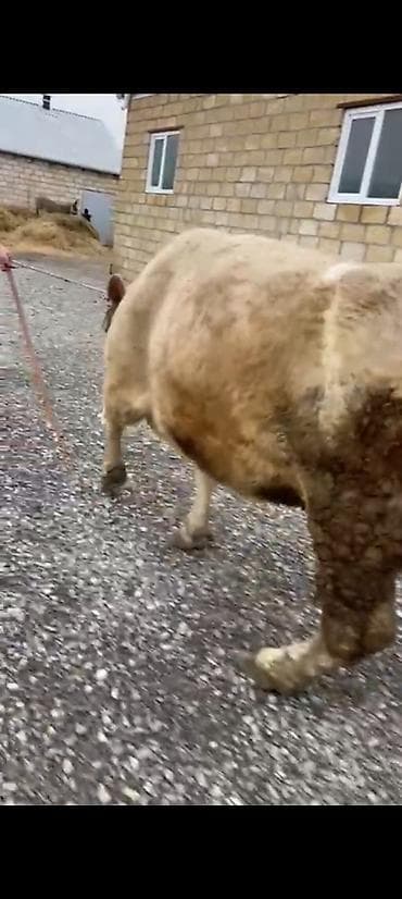 Yemlər: Salam aleykum əziz dosdlar bele bir gözel dogmamiş dügemiz çıxdı — 1