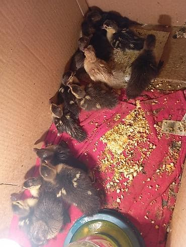 cuce satilir: Məhsul: Ördək balaları (cücələr) Təsvir: - Şəkillərdə qara-qəhvəyi — 2