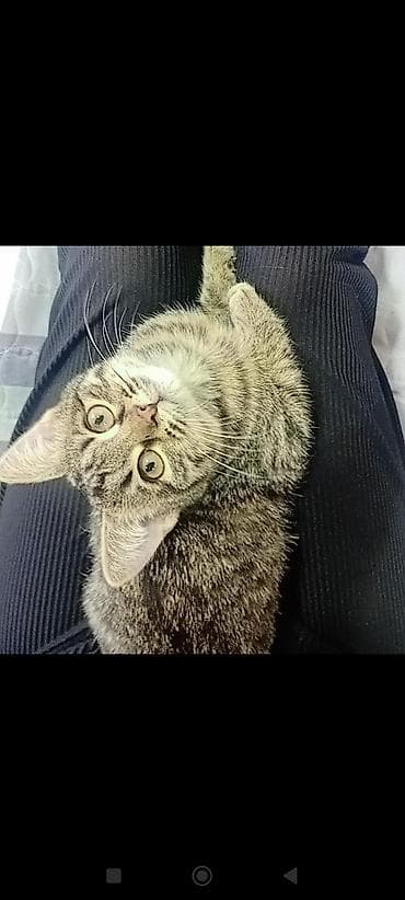 keci seki: Tabbi, Dişi, Yaxşı əllərə — 3