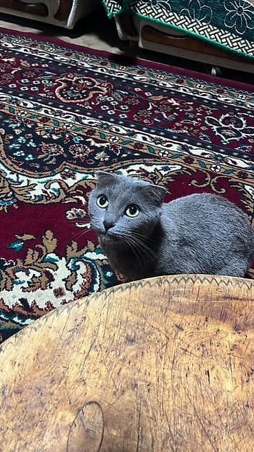 pişik eşyalari: Şotland — 1