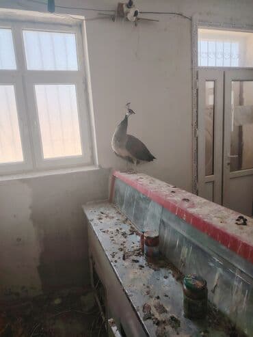 Daraq panellər: Tovuz quşu Ana 4 bala — 3