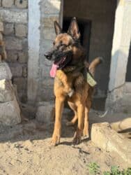 Akvariumlar: Alman çoban iti, 2 il, Erkek, Ünvandan götürmə — 2