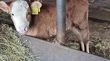 simental inekler satilir: Dişi, Simental, il: 3, 450 kq — 7