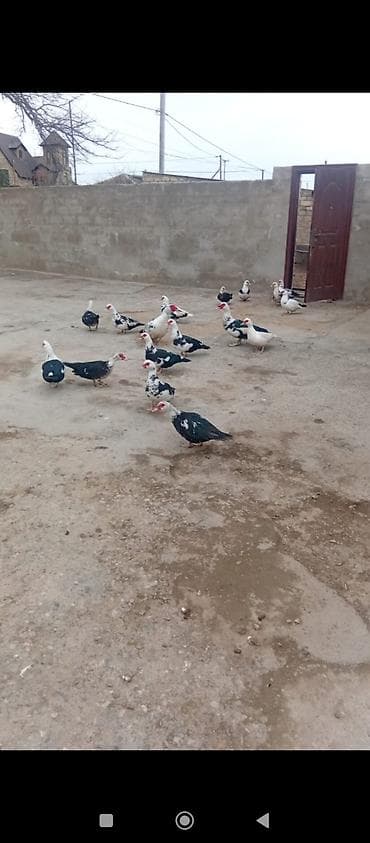 2 ilik ordek fərədir sonu 25₼