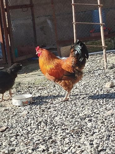 en ucuz at: Salam 10 aylıq sağlam kənd xoruzudur. Həyətdə başqa xoruzlarla yola — 3