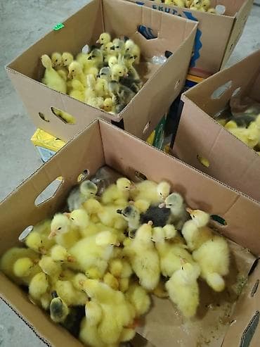 quş qaz: Satışda: qaz cücələri - Yaş: yeni çıxım, bir neçə günlük - Növ: yerli — 1