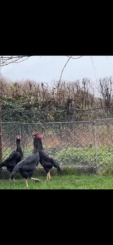 baliq akvarium satisi: Toyuq, Damazlıq — 6