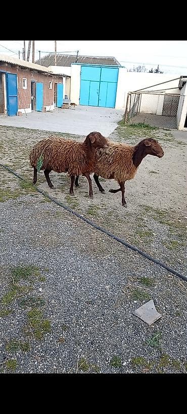bogaz qoyunlar: Dişi, Qala, il: 1, 50 kq, Damazlıq, Ünvandan götürmə — 3