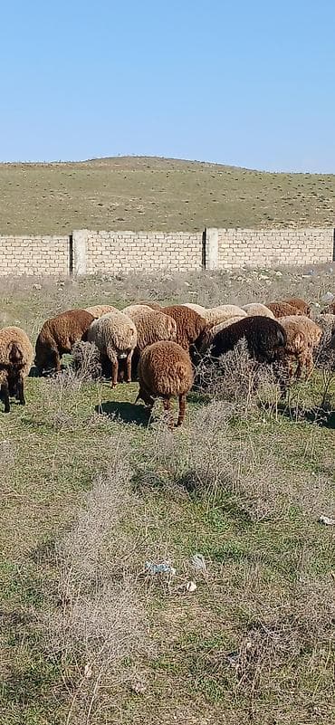 Gəmiricilər: Mal-qara: Qoyun sürüsü Təsvir: - Şəkillərdə müxtəlif rəngli (qonur — 10