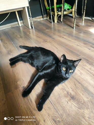 ağdaş yem fabriki: Yaxşı əllərə — 9