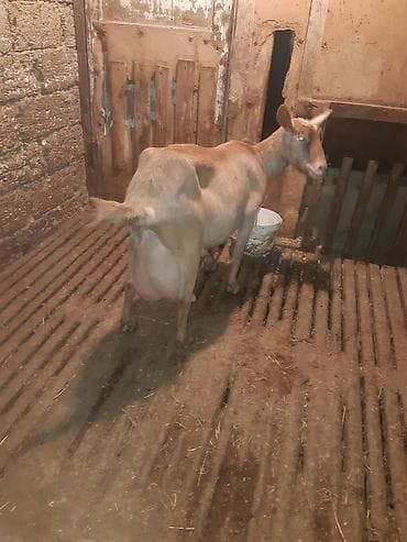 yumurta satışı: 3 AZN-e Keci sudu satilir!!Tam tebiyi ve faydali.(catdirilma var 3 — 5