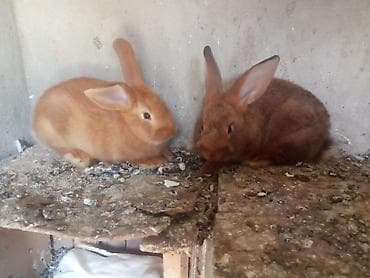 heyvan satisi: Burqun Dovşanları erkək dişi 2 aylıqdır tam saqlam qandılar: Ünvan — 2
