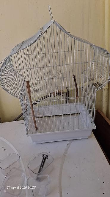quş üçün qəfəs: Erkek tutuqusu ( 20 manata alınıb magazadan)+bir böyük qəfes bir — 3