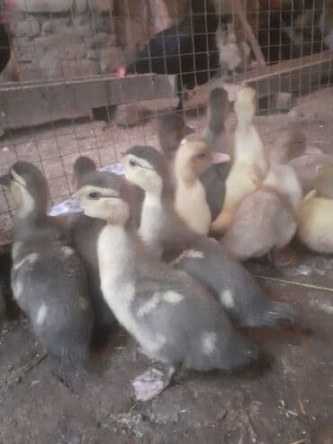 serebrist cuce satisi: Erkək, | Macar, Damazlıq, Ünvandan götürmə — 8