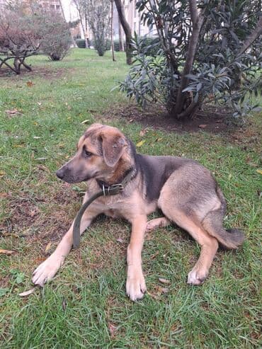 alman qurdu it: 2 il, Dişi, Ünvandan götürmə — 1