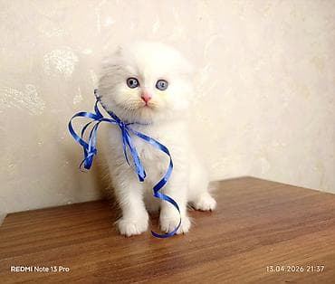 Şotland yastı qulaq