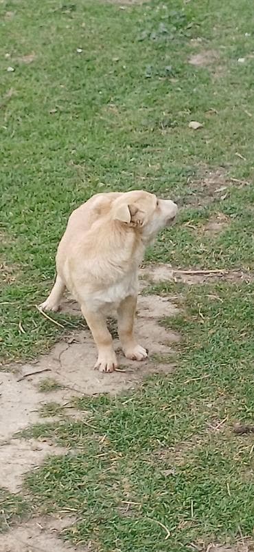 it təlimi: 3 ay, Erkek, Peyvəndli — 4