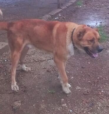 itlə barter: Peyvəndli — 3