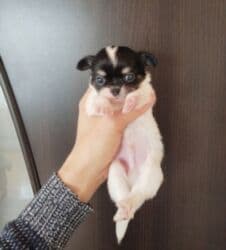 çoban itleri: Çixuahua, 1 ay, Peyvəndli — 7