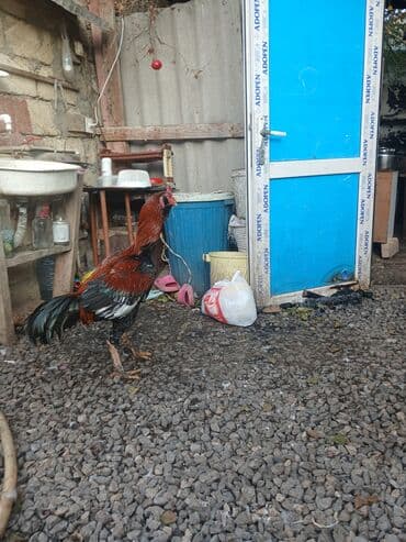 satılıq atlar: Salam feresi ölüb deye satlram tek qaLlb.cox davakardl liboy xoruzu — 7