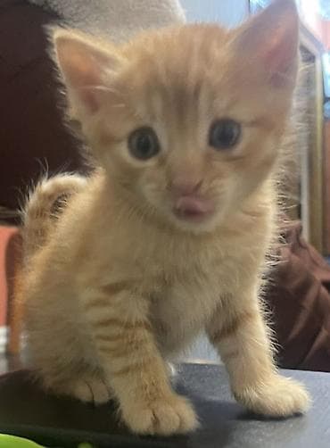 ev quş: Tabbi, Yaxşı əllərə — 2