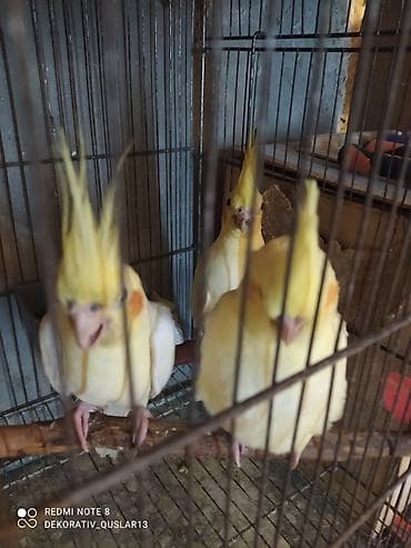 bülbül quşu: Salam. TAM SAĞLAM VİTAMİNLƏR PROFESSİONAL BİT DƏRMANİ VURULUB VƏ — 9