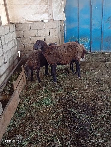 Qoyunlar, qoçlar: Super morkaraman qoyunu ekiz balayla cavan heyvandi bir erkey bir disi — 2