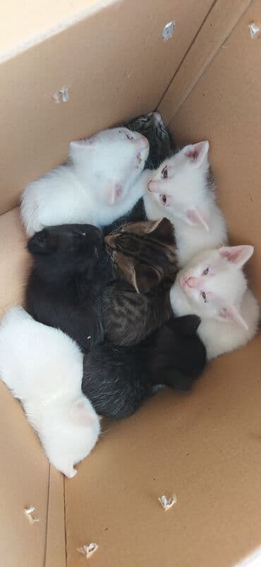 енот в баку купить: Bir qutuya yığılmış bir neçə pişik balası. Ağ, qara və zolaqlı — 2