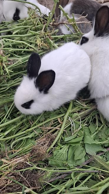 dovşan yemi: Qiymət sondur 1 bala dovsan Dekorativ dovşan balaları - Cins — 1