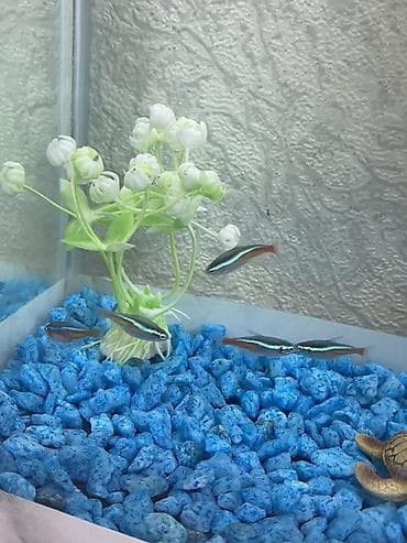 akvarium filteri: Neon balıqları - biri 1.50 AZN. Ünvan - Xırdalan. Ödənişli çatdırılma — 3