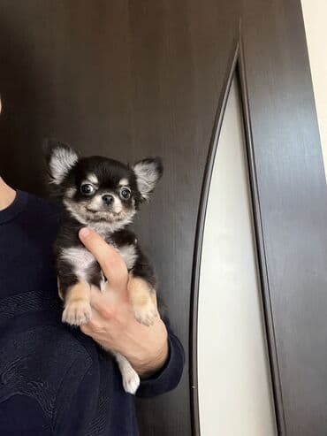 сколько стоят собаки: Чихуахуа, 2 месяца, Самец, С прививками — 1