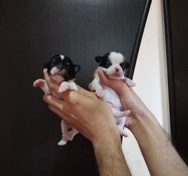 сколько стоит собака чихуахуа: Çixuahua, 1 ay, Peyvəndli — 5