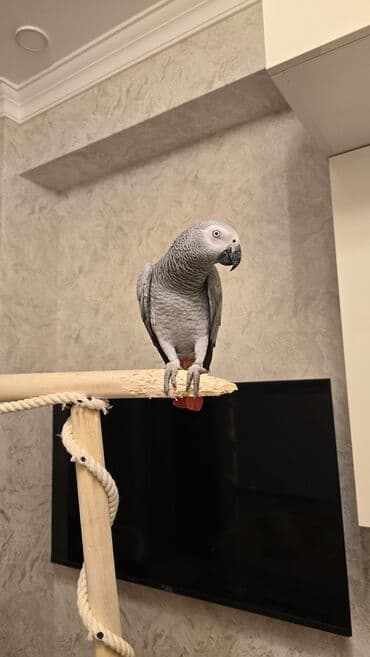 cuce qefes: Afrika Boz Tutuquşu (Grey Parrot) - Növ: Psittacus erithacus (Afrika — 1