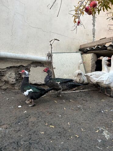 Erkək, | Lal ördək, Ətlik lalafo.az -da Erkək, | Lal ördək, Ətlik