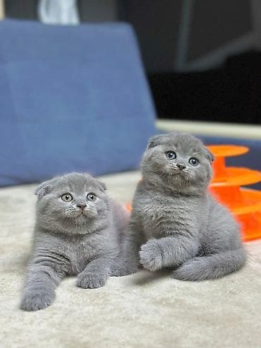 keçi balası: Şotland yastı qulaq, Erkək, Dişi, Yaxşı əllərə, Ödənişli çatdırılma — 3