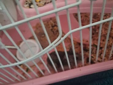 hamster evi: Hamster və qəfəs dəsti Məhsulun təsviri: - Nəfəsalan metallı — 5