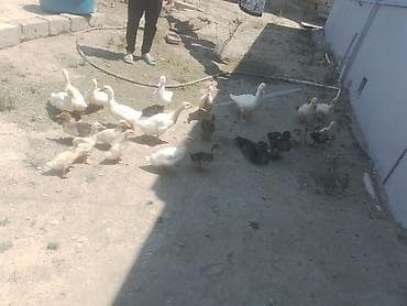 cins buzovlar: Ördəklər və ördək balaları satılır. - Şəkildə müxtəlif sayda ağ və — 1