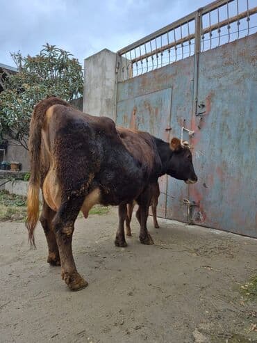 inək cinsləri: 5 gündü doğub 13 litir bulama verir 4 qarına doğub balası dişdi — 3